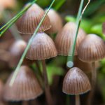 Magic Mushrooms as Tools for Self-Reflection and Inner Awareness