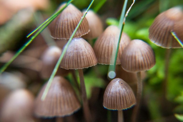 Magic Mushrooms as Tools for Self-Reflection and Inner Awareness
